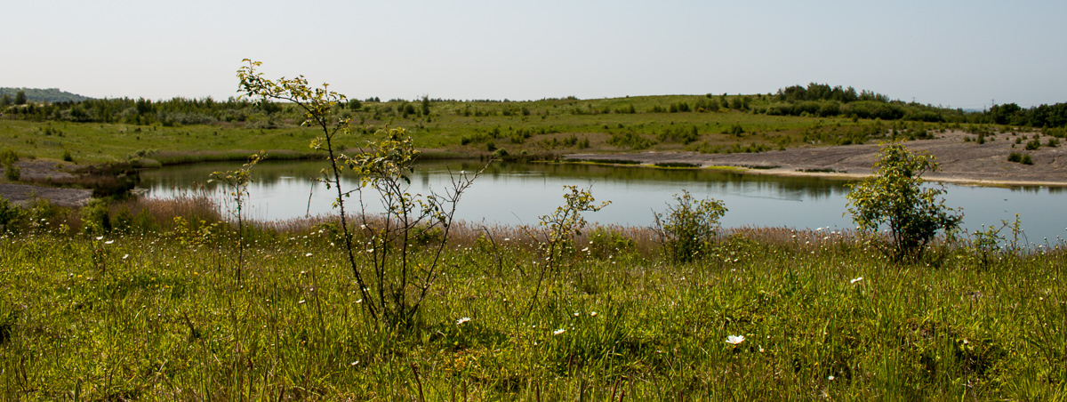 June Fairburn Ings - RSPB-5